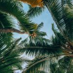 Can you grow palm trees in Australia? Are palm trees easy to maintain?