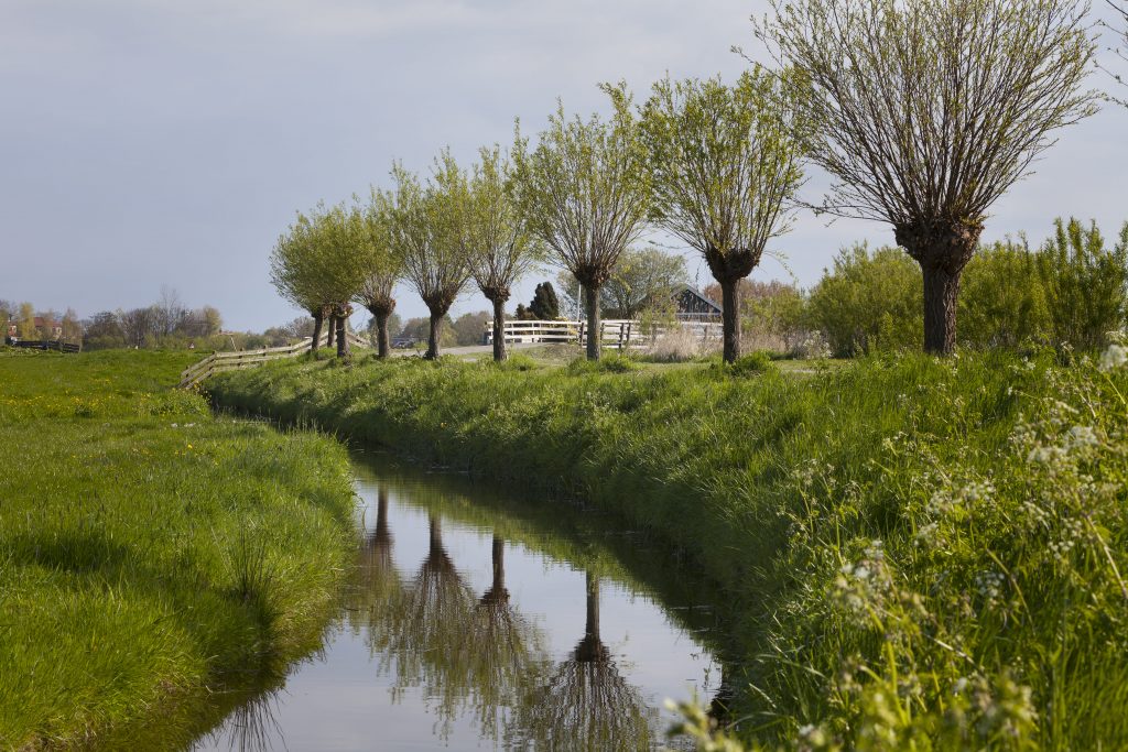 What does it mean when a tree is pollarded? Define pollarding