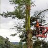 4 Benefits of Hiring a Tree Surgeon in Australia