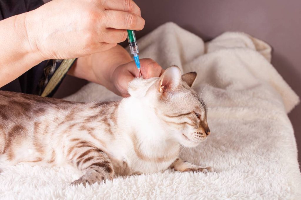 An elderly woman injects a white tiger bengal cat on a beige and purple background. Caring and love for pets, veterinary medicine, home injection, vaccination to the animal. The syringe