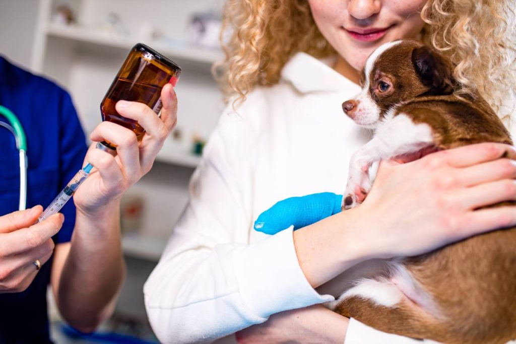 woman holding chihuahua while veterinarian man doing injection by syringe .