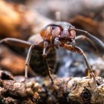 Why fire ant is such a problem in Australia? Why is it so hard to get rid of fire ants?