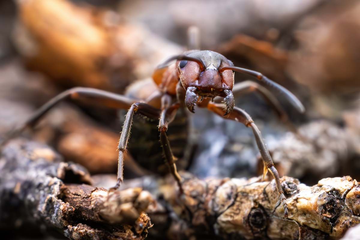 Why fire ant is such a problem in Australia? Why is it so hard to get rid of fire ants?