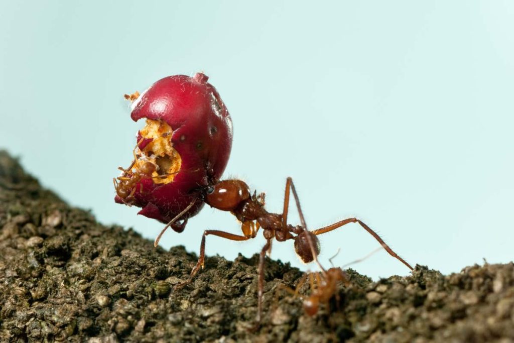 Leaf-cutter ant, fire ant, carrying eaten apple