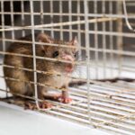 Close up of anxious rat trapped and caught in metal cage