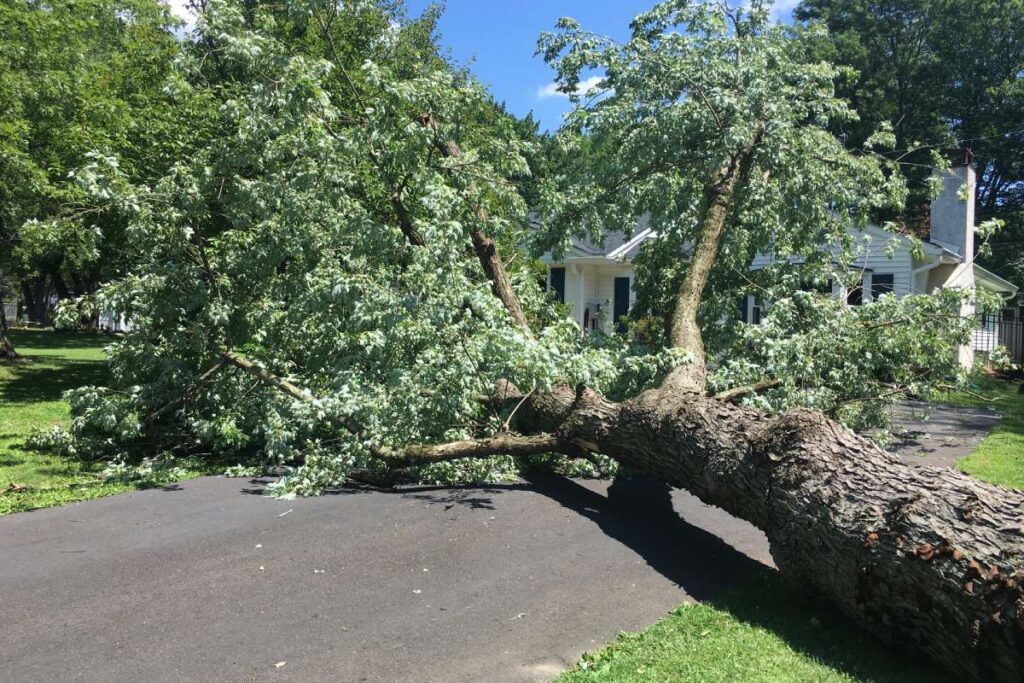 Don't let neglected trees damage your home this storm season. Learn warning signs, pruning techniques, and when to hire professional arborists.