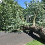 Don't let neglected trees damage your home this storm season. Learn warning signs, pruning techniques, and when to hire professional arborists.